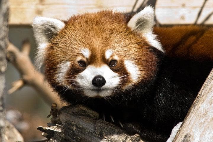 Calgary Zoo, Calgary