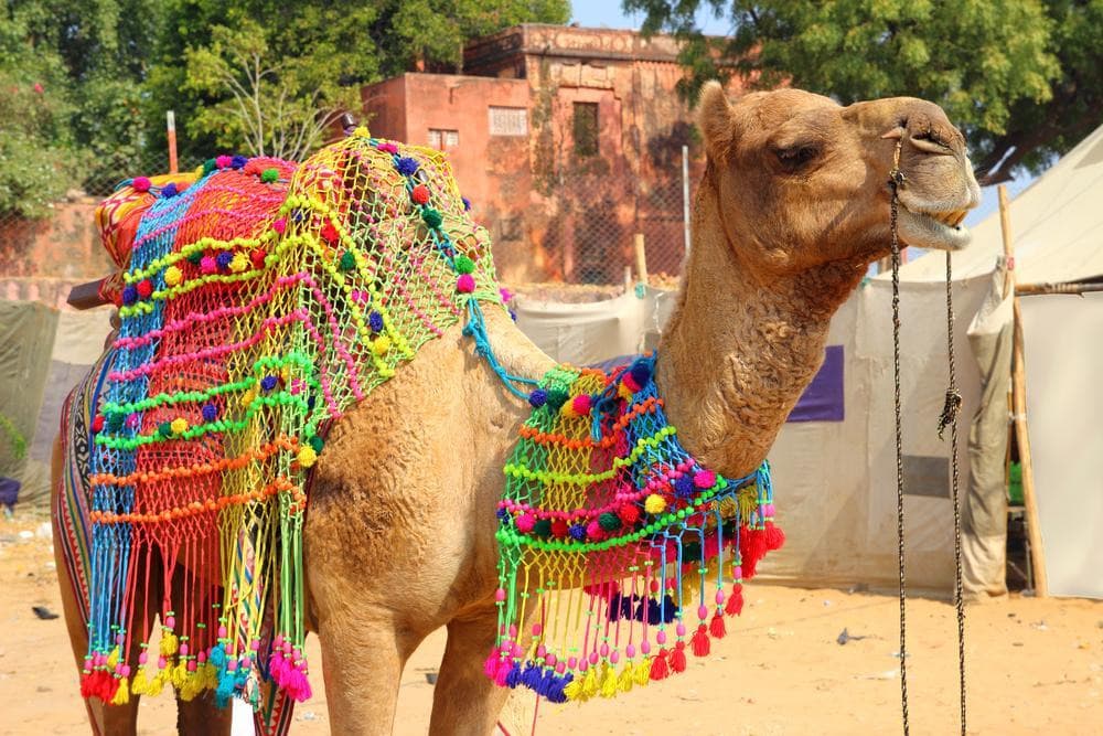 Pushkar, Pushkar