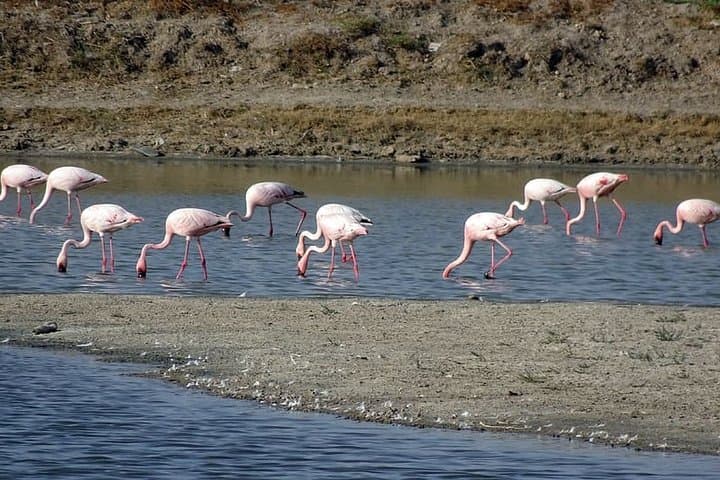 Day trip to Little Rann of Kutch from Ahmedabad, Ahmedabad