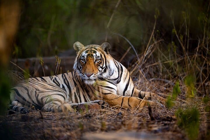 Wildlife photography safari in India's national parks, Bhopal