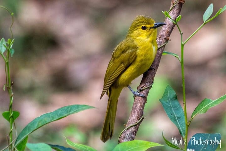 Guided birdwatching tour in Chennai with photography options, Chennai