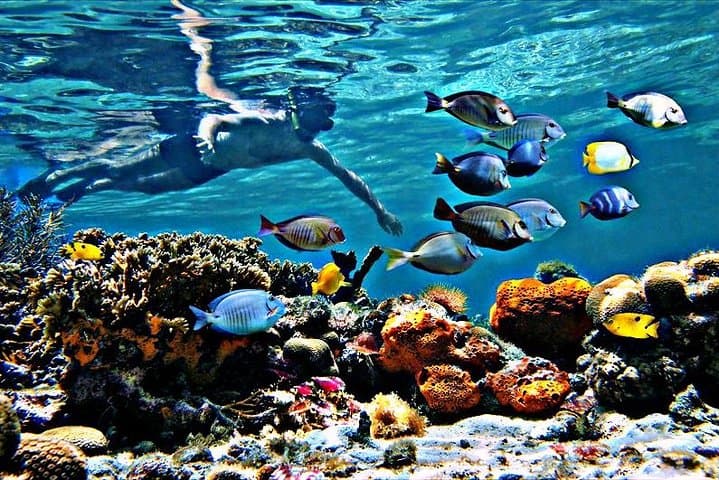 Snorkeling and paddleboarding adventure in Fort Lauderdale, Fort Lauderdale