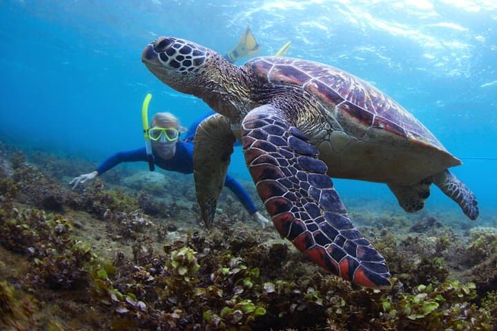 Full-day snorkeling and watersport activities at Snoopy Island, Fujairah — Day trips things to do in Fujairah