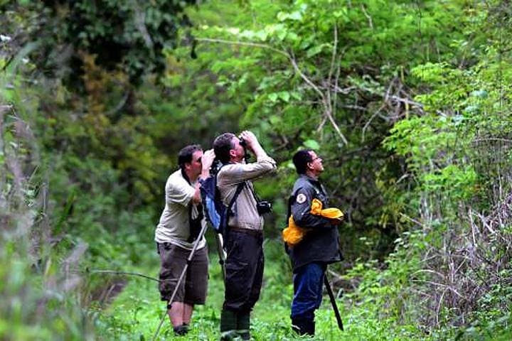 Half-day birdwatching tour in Cerro Blanco from Guayaquil, Guayaquil