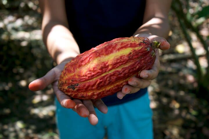 Cocoa farm tour and chocolate-making experience near Guayaquil, Guayaquil