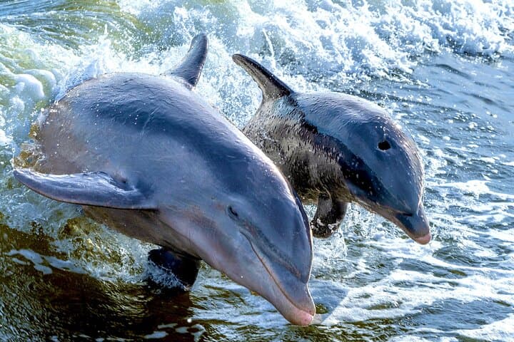 Private dolphin watching and shelling trip in The 10,000 Islands, Naples