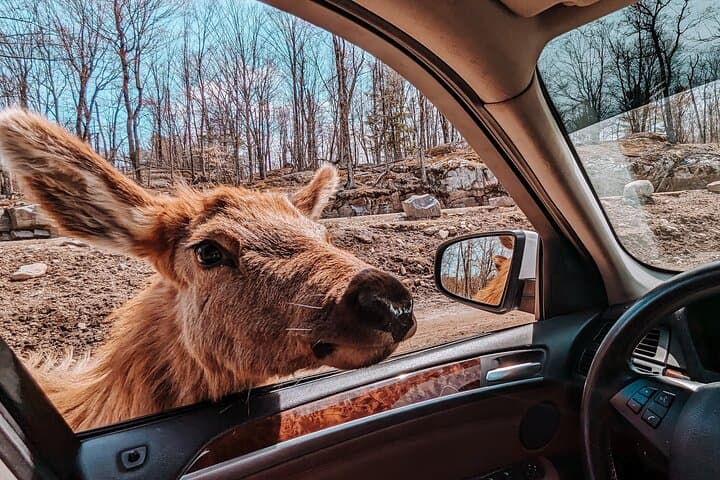 Private wildlife tour of Parc Omega from Ottawa, Ottawa