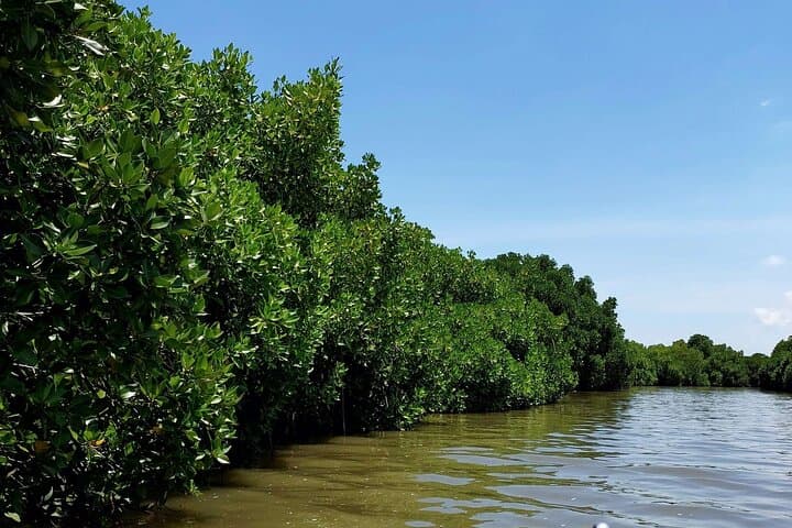 Pichavaram Mangrove Forest and Nataraja Temple tour from Pondicherry, Pondicherry