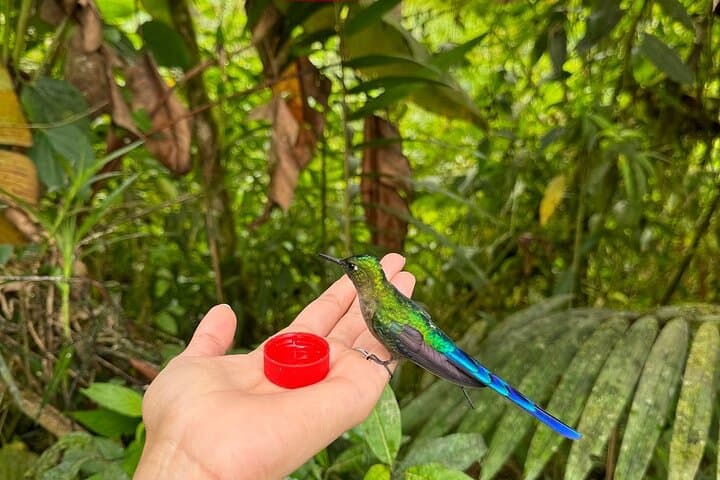 Mindo Cloud Forest & Middle of the World Tour from Quito, Quito