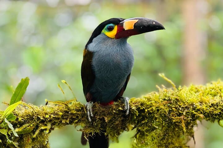 Mindo Cloud Forest Guided Private Tour with Fees Included, Quito