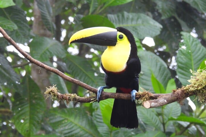 Prívate birding tour in Mindo Cloud-Forest + Mitad del mundo, Quito