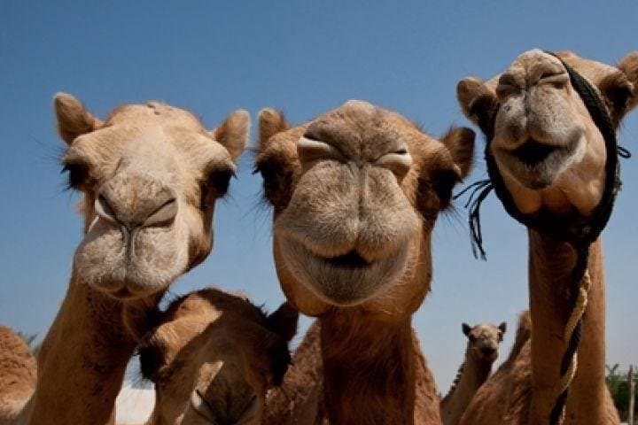 Sunset camel ride with BBQ dinner in Ras Al Khaimah — Nightlife & evening things to do in Ras Al Khaimah