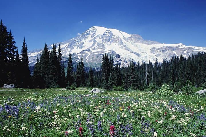 Mt. Rainier day tour from Seattle by mini-coach, Seattle