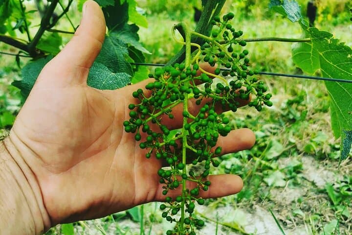 Barolo&Barbaresco Wine Experience with a Local Winemaker / Torino, Turin