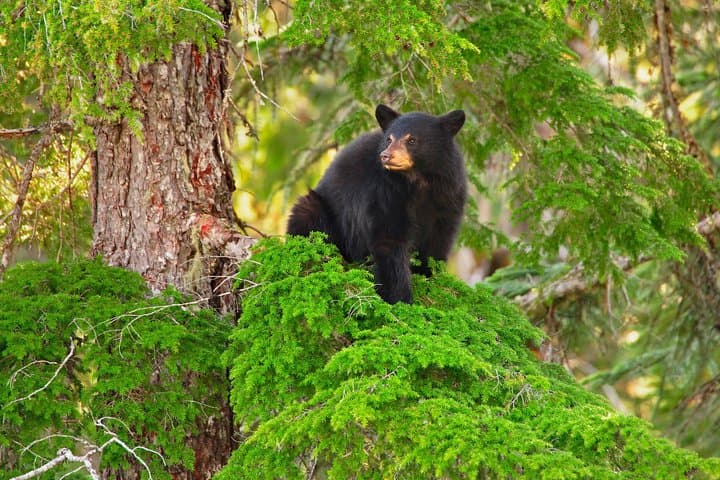 Whistler Land Rover tour to see black bears and wildlife, Whistler