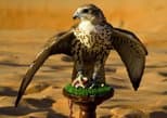 Abu Dhabi Falcon Hospital (ADFH) in Abu Dhabi — view 2