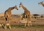 Emirates Park Zoo in Abu Dhabi — view 2