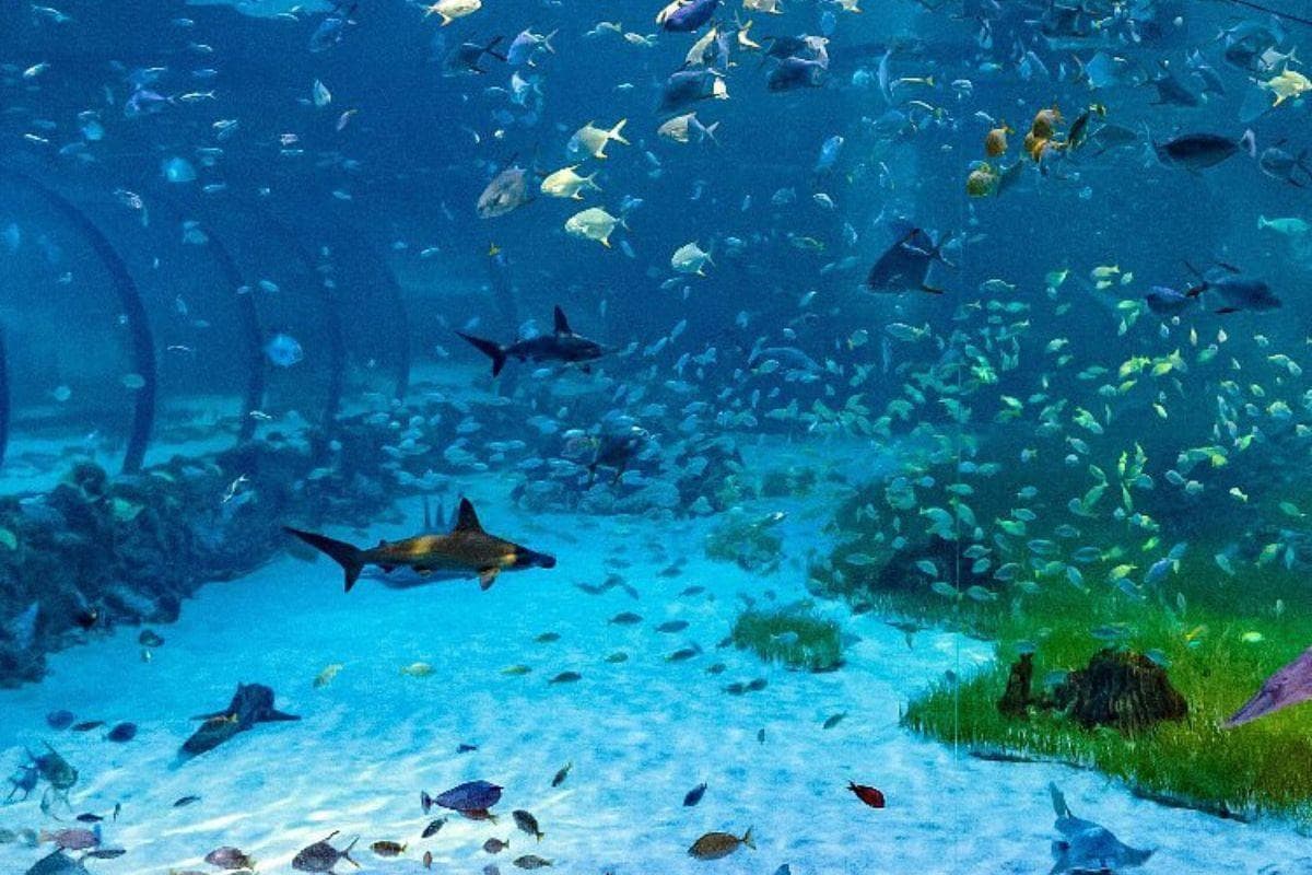 The National Aquarium Abu Dhabi — places to visit in Abu Dhabi