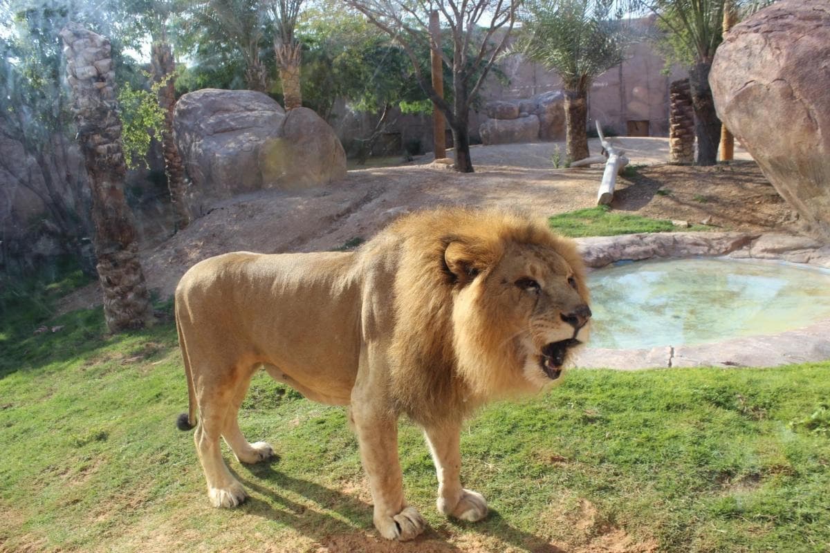 Al Ain Zoo — places to visit in Al Ain