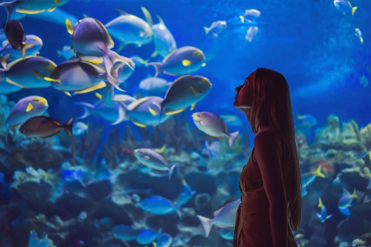 Dubai Aquarium and Underwater Zoo — places to visit in Dubai
