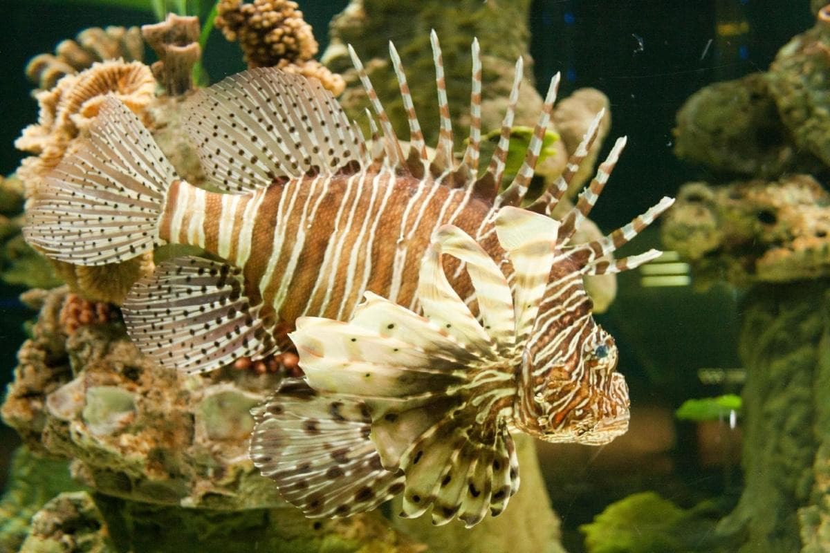 Sharjah Aquarium — places to visit in Sharjah