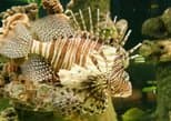 Sharjah Aquarium in Sharjah — view 2